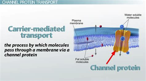 channel proteins examples